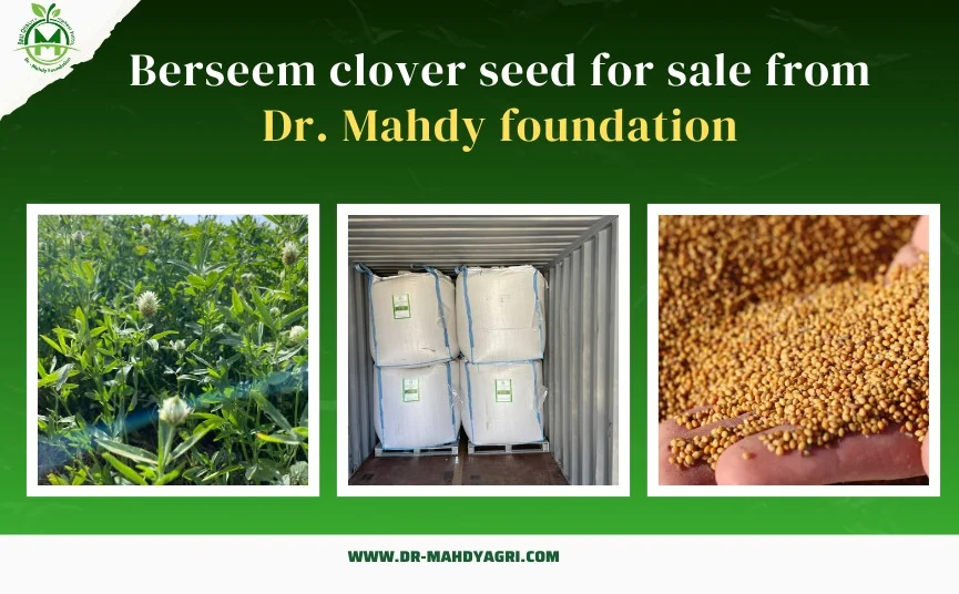 berseem clover seed for sale